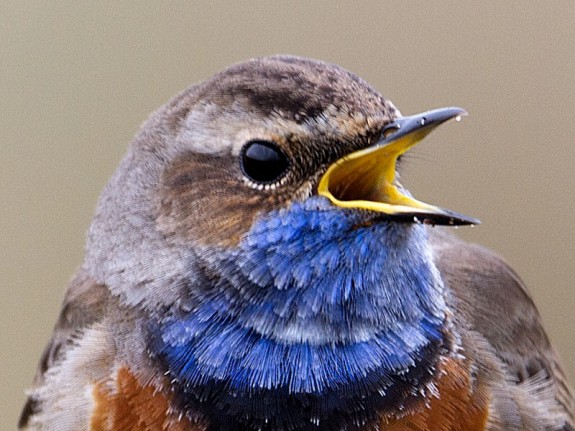 Vogel met open snavel en blauwe hals